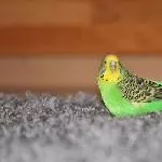 Meine süße Nala