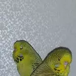 Pepe und Bella