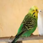Bobby und Lara  frisch verliebt