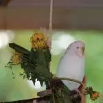 Das Blumenmädchen Lara