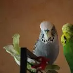 Diego und Bobby= beste Freunde!