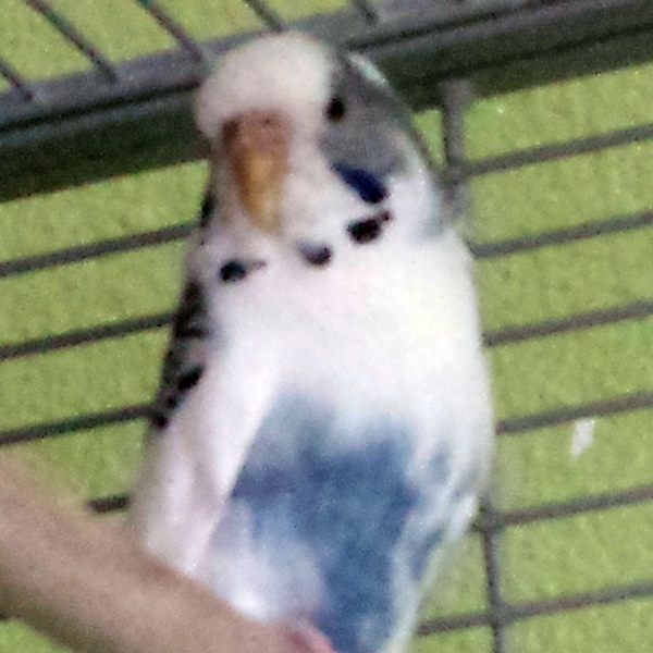 Hera