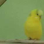 Wellensittich Nico