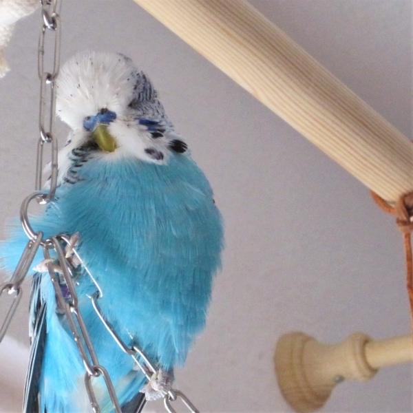 Paxie
