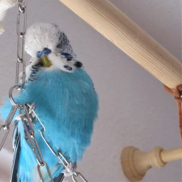 Wellensittich-Bild: Bubi Paxie ist nun seit einer Woche teil unserer Bande und es fühlt sich schon so an, als gehöre er viel länger dazu. <3