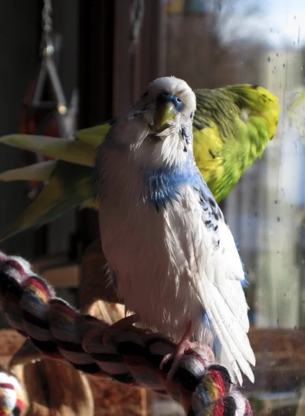 Wellensittich-Bild: Im Vordergrund mein Polly, der seit 1 1/2 Jahren im Hirseland ist und immer ein begeisterter Bader war und im Hintergrund mein kleiner Duffy.