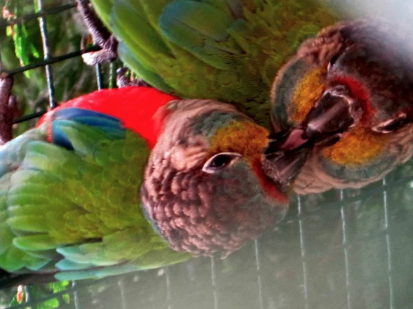 Wellensittich-Bild: Die zwei Verliebten habe ich im Weltvogelpark entdeckt und konnte nicht wiederstehen, sie zu fotografieren. :) 