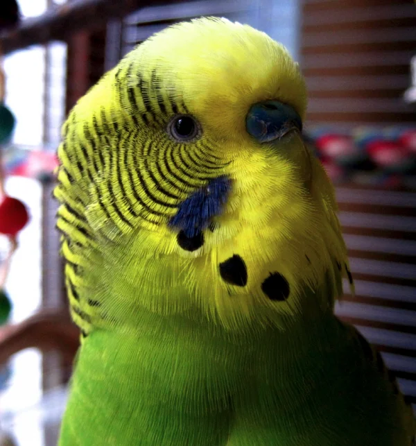 Wellensittich-Bild: Duffy! :) Nicht nur wegen seiner Herzförmigen Kehltupfen unser Herzbube, sondern auch wegen seiner aufgeweckten und aufmerksamen Wesens und seiner Kämpfernatur. Es ist einfach schön, ihn gefunden zu haben! <3
