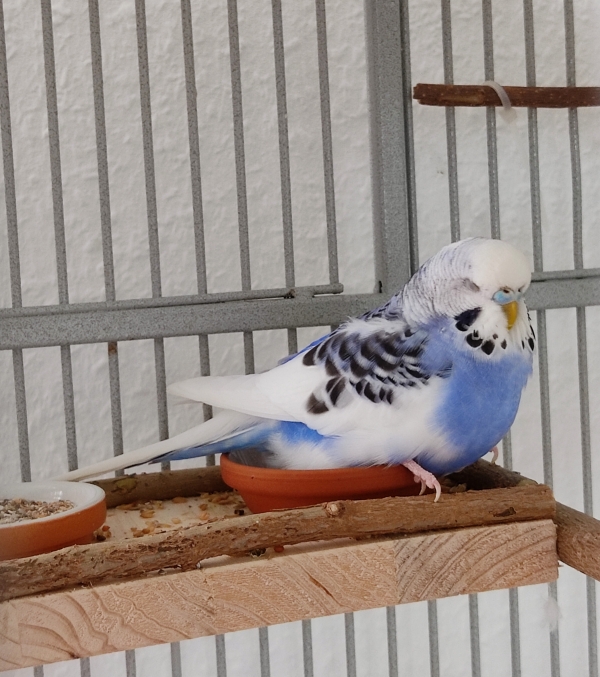 Sally