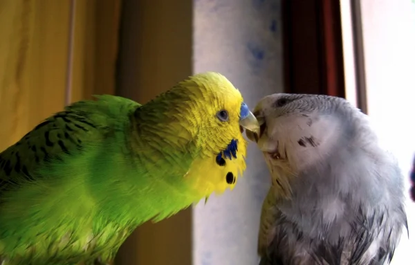 Wellensittich-Bild: Hope und Cupido genießen die Zweisamkeit (bevor Beauty stören kam ...).