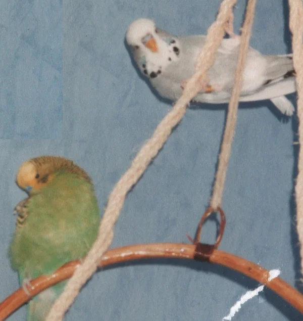 Wellensittich-Bild: ... meine ersten zwei Welli - unvergessen und für immer im Herzen. Lucky, mein grüner Schmuser, und Blinky, mein kleiner grauer Seelenfänger. <3