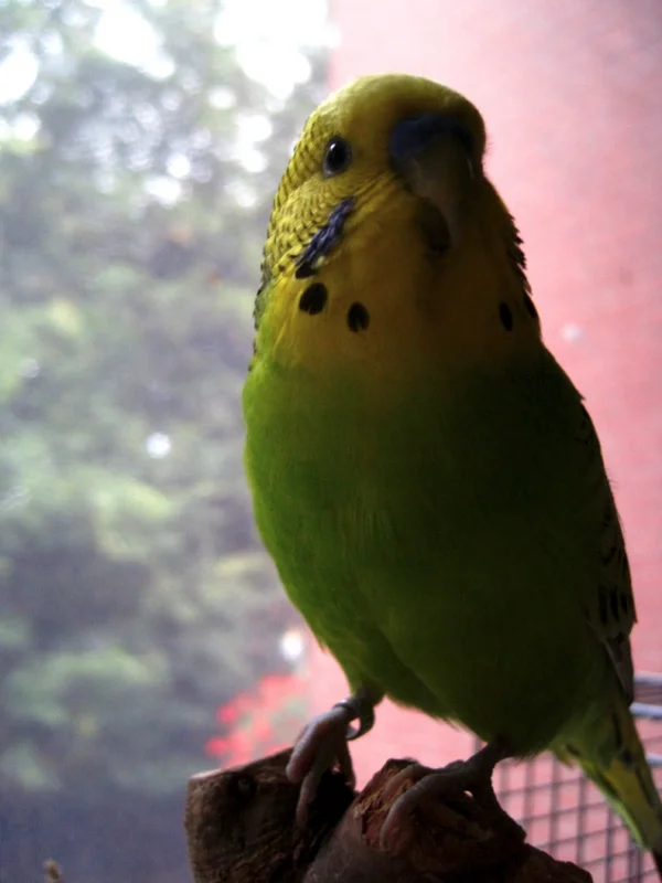 Wellensittich-Bild: Cupido, auf dem Bild vermutlich 1,5 Jahre alt und ca. fünf Monate bei uns, ist unser kleiner Casanova und Herzensbrecher - aber wen wundert das, bei diesem Blick? :D 
