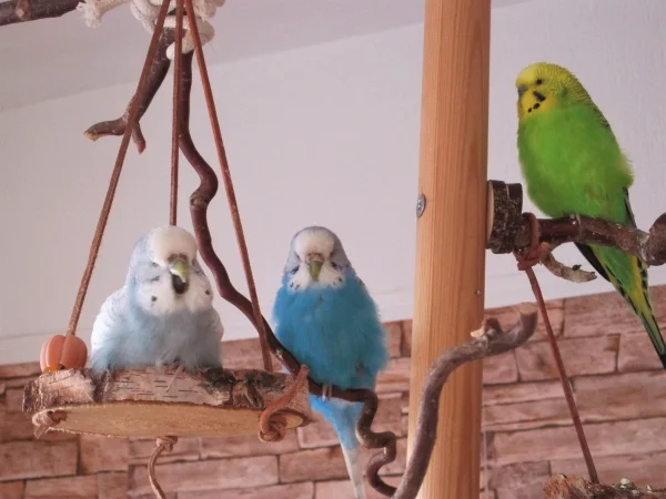 Wellensittich-Bild: Hope, Beauty und Cupido sind nun als Trio unterwegs. 