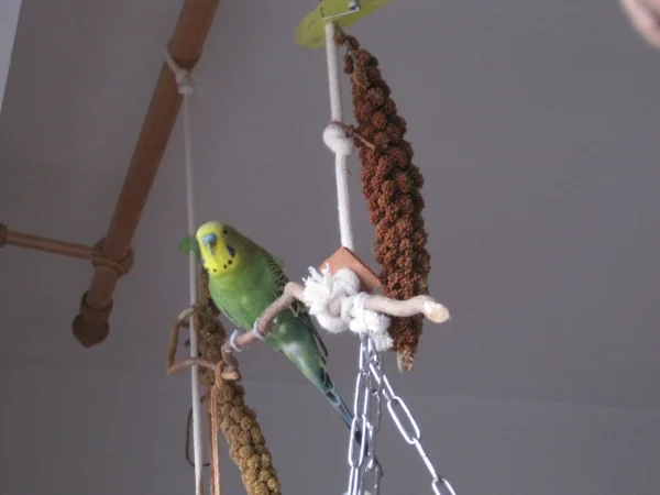 Wellensittich-Bild: Seit dieser Woche gehört Hektor - Kiro - zu unserer Bande. :) Er verstärkt den Schwarm nach Duffys Tod im Dezember und bringt - im Sinne seines neuen Zweitnamens - Sonne in unser Leben zurück. 
