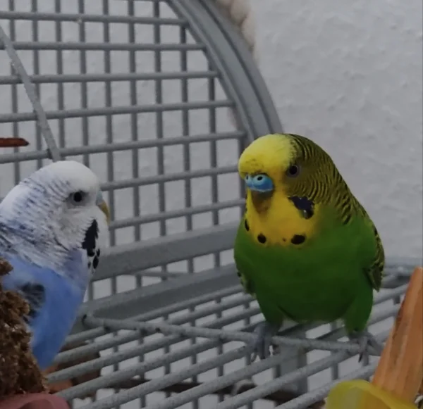 Wellensittich-Bild: Sally und Woody, noch ganz frisch eingezogen, müssen erst richtig ankommen. Doch irgendwie glaube ich, dass Woody gar nicht so schüchtern ist, wie er noch tut.