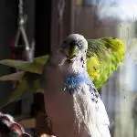 Ein nasser, kleiner Adler 