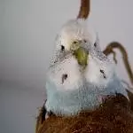 Hopies Happy Face