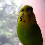 Knopfaugen-Alarm! :)