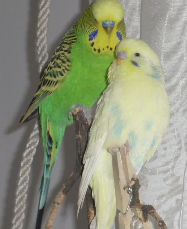 Wellensittich-Bild: Hier ist mein Flo und seine große Liebe Luna zu sehen. Luna, du bleibst immer in unserem Herzen!