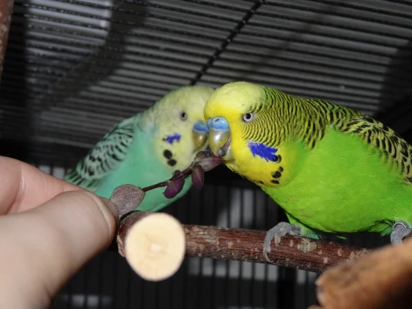 Wellensittich-Bild: Golliwoog war so lecker, dass es sogar noch besser aus der Hand schmeckte
