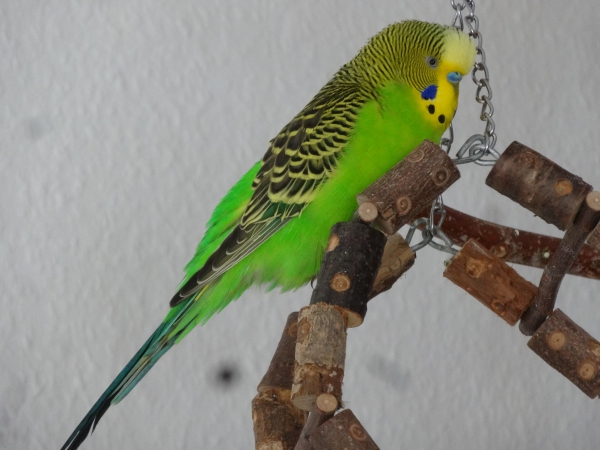 Balu