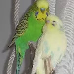 Das Traumpaar