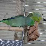 Kork