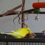 Bibi beim Spielen