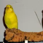 Königin und Prinzessin auf dem Korkthron