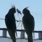 Der Besuch
