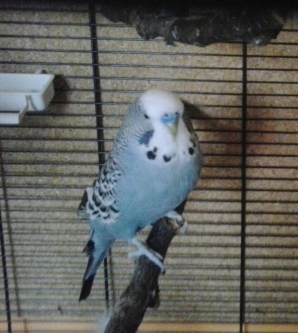 Wellensittich-Bild: Was guckst du..
