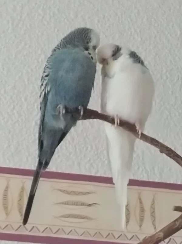 Wellensittich-Bild: Einer kann nicht ohne den Anderen:-)