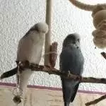 Flocke und Mücke