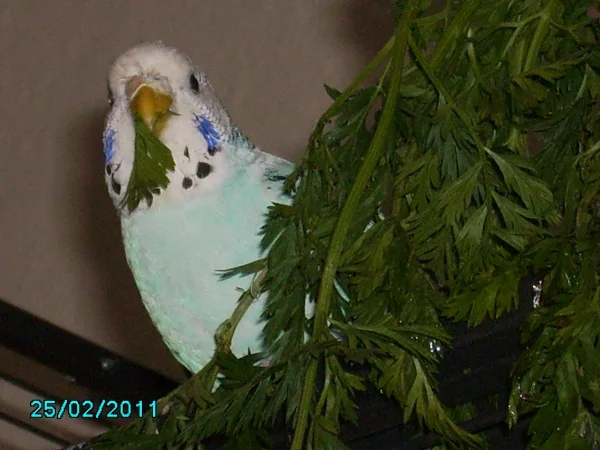 Wellensittich-Bild: ... da ist die Kleine mit Feuereifer dabei :)