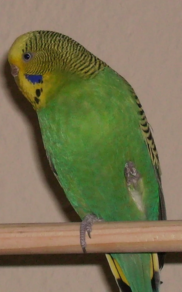 Wellensittich-Bild: Zausi alleine