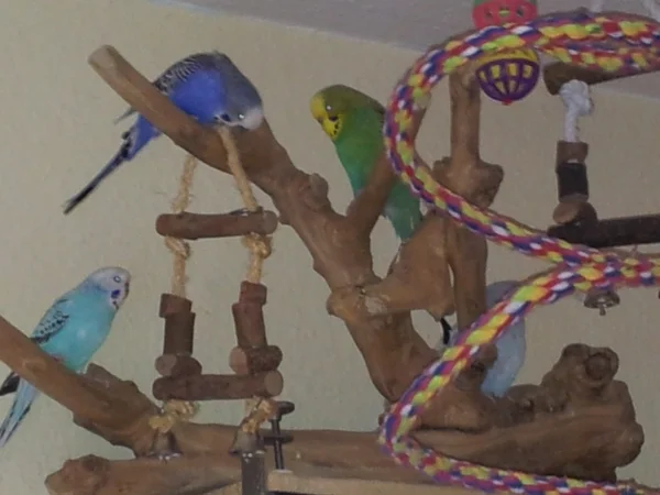 Wellensittich-Bild: vier meiner Herrschaften lieben ihren Kletter-Sitz-Ast :)