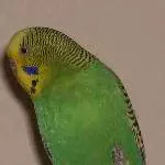 Zausi alleine