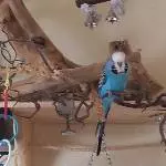 Joschi  entdeckt ...