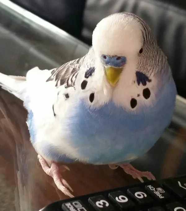 Wellensittich-Bild: ....mit der Fernbedienung spielen