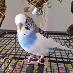 Mein kleiner Schatz Richie