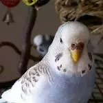 Ich bin  die Rosi