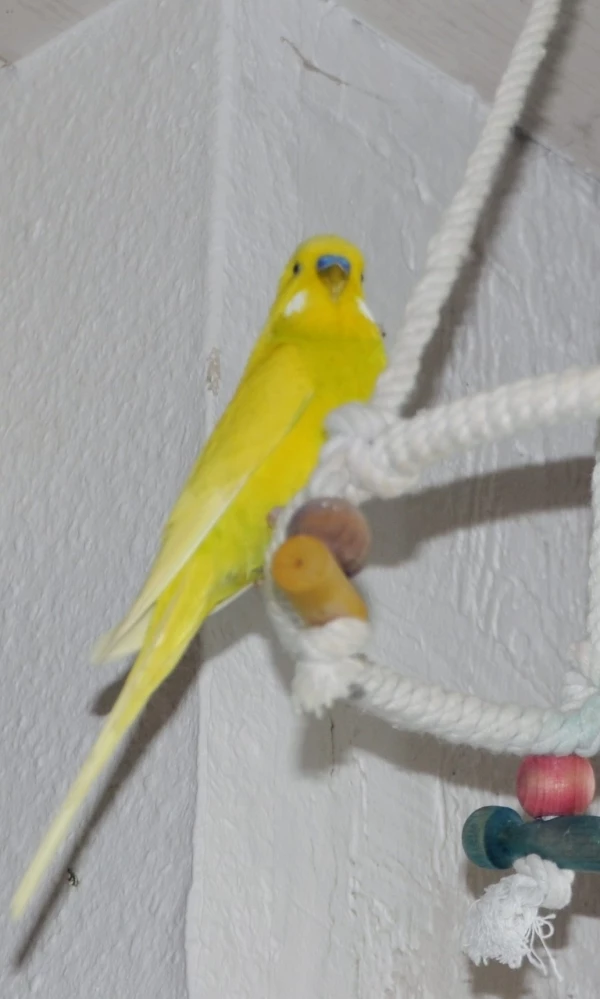 Wellensittich-Bild: Vorstellung meines Wellis Vian