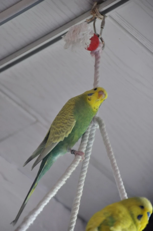 Wellensittich-Bild: Vorstellung meines Wellis Sissi