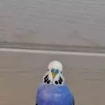 Schino, 1jähriger Hahn
