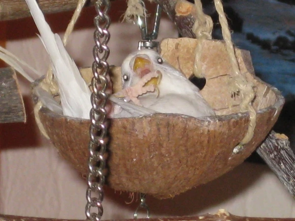 Wellensittich-Bild: Luna,Forever in my heart.