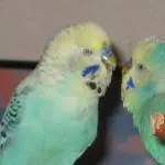 Gismo und Nico