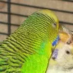 Chico und Tinka