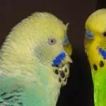 Gismo und Chico