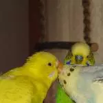 Rico,Chico,Tinka