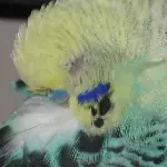 Schlaf Gismo schlaf...